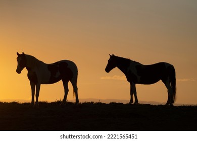 USA, Wyoming. Wild Horses Silhouetted At Sunset.