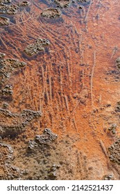 USA, Wyoming, Yellowstone National Park, Black Sand Basin. Detail Of Thermophile Bacteria Mat In Hot Water Pool.