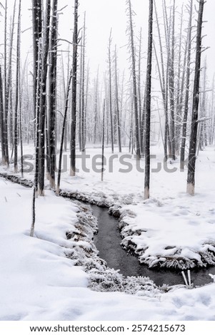 Similar – Image, Stock Photo Stream with dead tree trunks in autumn in gloomy mood, flowing water
