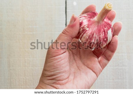 The use of garlic for colds and viral diseases. Vegetarianism and raw food. A head of young garlic on a natural white wooden background of boards in a woman's hand close-up.