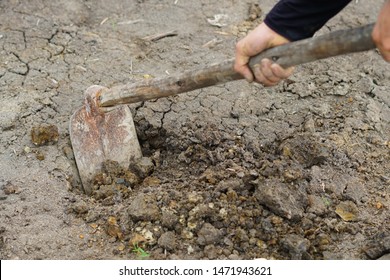 Use a hoe to dig the soil to prepare the soil for planting trees. long handle hoe                          - Shutterstock ID 1471943621