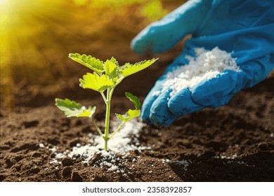 use organic fertilizer for organic farming or gardening hand holding fertilizer close to soil or growing media - non gmo feed seedlings