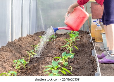 use a pink watering can to water pepper sprouts in the greenhouse