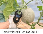 Use portable Digial scale for fresh melon  weigh in farm