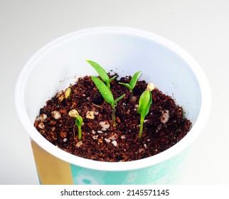 Use Recycled Plastic Can To Sprout Paprika Seeds