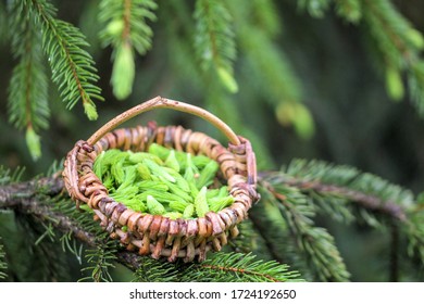 Use Spruce Tips In Naturopathy