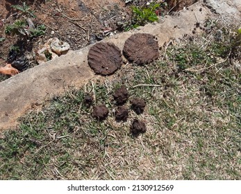 The use of the word dung - cow, ox, buffalo, grass, straw, cake, etc., which are eaten by cow buffalo, in some four legs. Indian Dry cow Dung, cow dung cake 