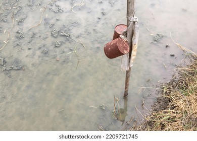 Used Cans Hung On Sticks, A Traditional Bird Repellent In The Rice Fields