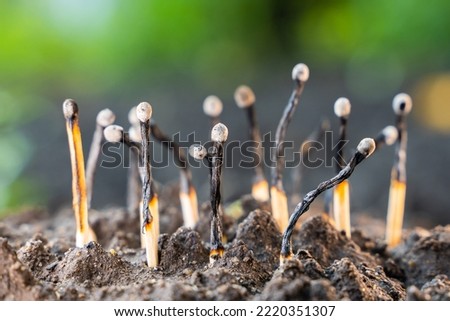 Used household wooden matches sticking out of the soil close-up on a blurred background. Forest fires and burning nature. The state of ecology is not on the earth. Emotional burnout and depression