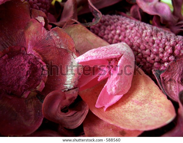 Used Make Room Smell Fresh Nature Stock Image