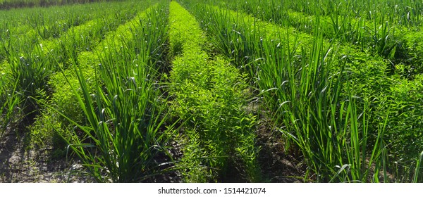 Useful Crop Rotation In Agriculturist. Use Of Sunn Hemp Plant (Crotalaria Juncea) As A Green Manure Crop In Sugarcane Farm. It Is Best Example Of Organic Farming. Green Manure Crops. 