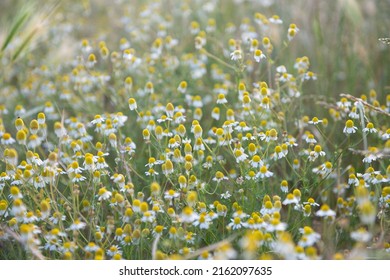 Сhamomile useful for health grows in the meadow at summer - Shutterstock ID 2162097635