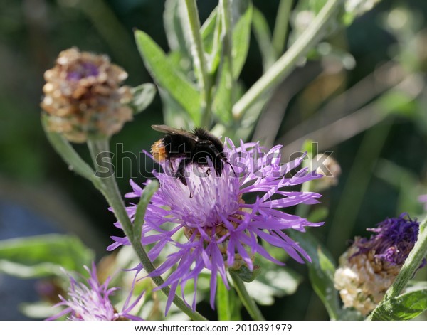 A useful hymenopteran insect in its natural\
environment. A large black bumblebee collects nectar on a\
cornflower flower on a sunny summer\
day.