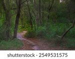 USF Botanical Gardens A winding path cuts through a densely wooded area, surrounded by lush green foliage. The scene is peaceful, inviting exploration deeper into the forest.