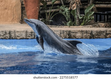 Ushaka marineworld dolphin show in Durban, biggest attraction in Kwazulu natal south africa - Shutterstock ID 2275518577