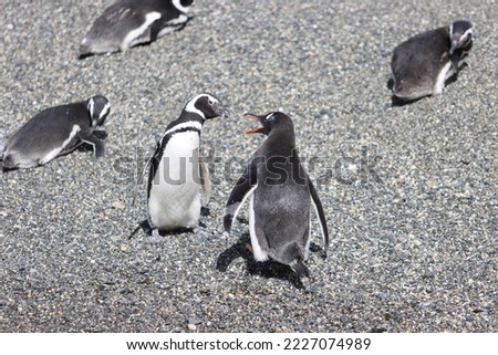 Ushuaia, Tierra del Fuego, Enero 2022. Penguins settle on an island to lay their eggs