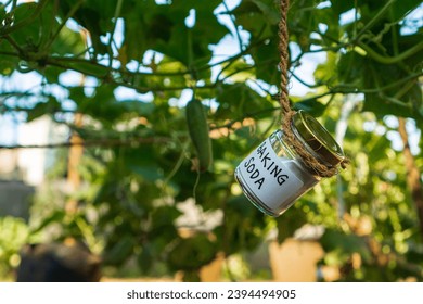 Using baking soda, sodium bicarbonate in home garden and agricultural field concept. safe pesticide and fungicide 