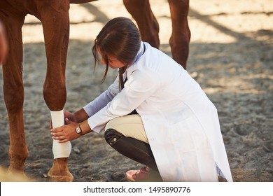 Using bandage to heal the leg. Female vet examining horse outdoors at the farm at daytime. - Powered by Shutterstock