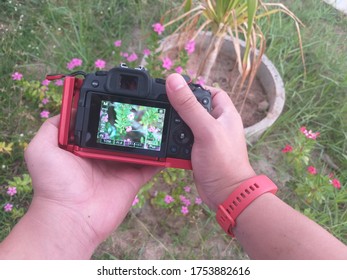 Using a digital camera to take pictures of flowers
