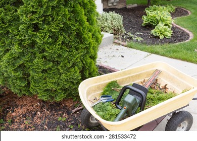 Using A Hedge Trimmer To Trim Arborvitaes Or Evergreen Thuja Trees Around The House To Maintain Their Ornamental Tapering Shape In Spring