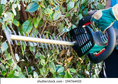 Using A Hedge Trimmer To Trim The Bushes