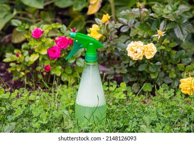 Using homemade insecticidal insect spray in home garden to protect roses from insects or fungus. Spray bottle with foamy liquid inside against rose bushes.