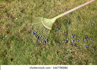 Using leaf rake to sweep old soft rotten gone bad plums together from green grass in garden.
