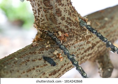 Using A Pocket Chainsaw To Cut Tree Branch