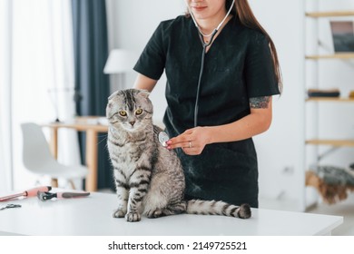 Using Stethoscope. Scottish Fold Cat Is In The Grooming Salon With Female Veterinarian.