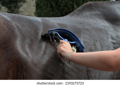 Using A Sweat Scraper On A Horse To Remove Excess Water After Being Washed. Equestrian