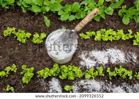 Using wood burn ash from small garden shovel between lettuce herbs for non-toxic organic insect repellent on salad in vegetable garden, dehydrating insects.