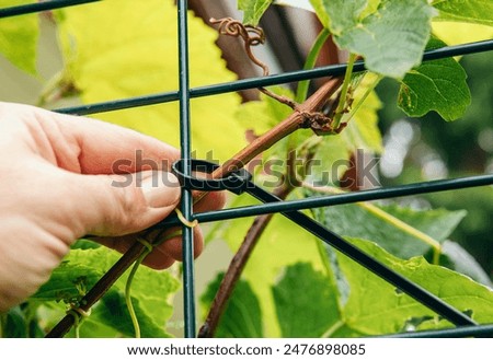 Using zip ties in garden concept. Woman hands attaches the grape vine to the metal grid with a cable tie. Cable ties can be used to support plants that are growing vertically.