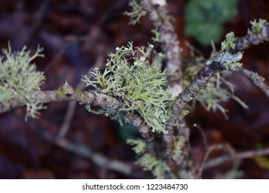 Usnea Barbata Lichen