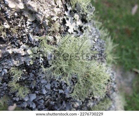 Usnea Barbata is a natural extract found in Lichen tress around the world
