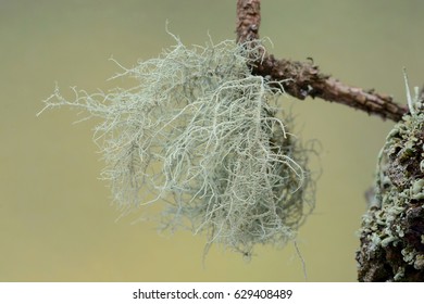 Usnea Cornuta Lichen On An Oak Tree Branch.