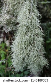 Usnea Lichen (beard Lichen) Growing On A Tree Bark