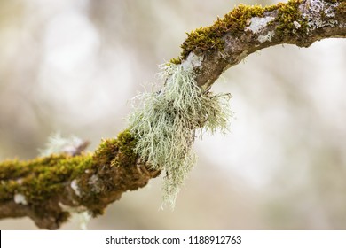 Usnea Lichen Growing On A Tree Branch