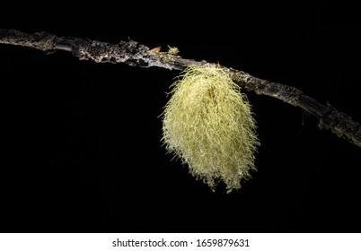 Usnea Lichen Isolated On A Black Background.