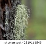 Usnea lichen on a pine tree. Lichen close-up, macro