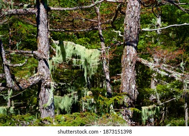 Usnea Lichen That Infests Larch Trees In The Forest.