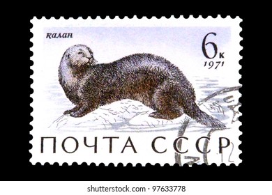 USSR - CIRCA 1971: A Stamp Printed In The USSR (Russia) Shows A Sea Mammal With The Inscription 