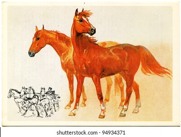 USSR - CIRCA 1988: Postcard printed in the USSR shows draw by A.Glukharev Don breed horse, circa 1988