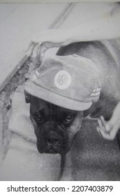 USSR, GDOV - CIRCA 1989: Vintage Family Photo Of Portrait Of A Boxer Breed Dog In Hat