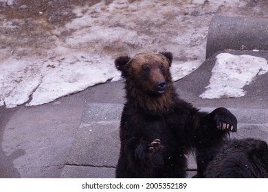 Hokkaido Bear High Res Stock Images Shutterstock