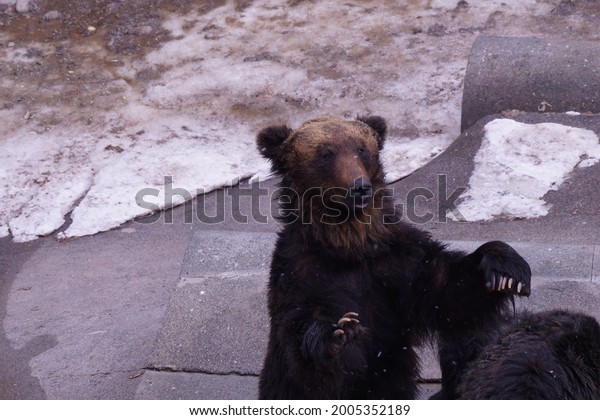 ussuri brown bear