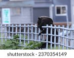 Ussuri brown bear Ursus arctos lasiotus. Shiretoko National Park. Shiretoko Peninsula. Hokkaido. Japan.