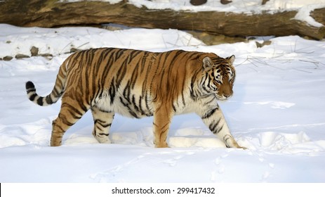 634 Ussuri tiger Images, Stock Photos & Vectors | Shutterstock