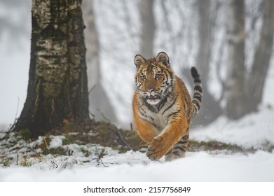 Ussuri Tiger Running Straight Into The Camera. Winter Close Up Shot In The Snow