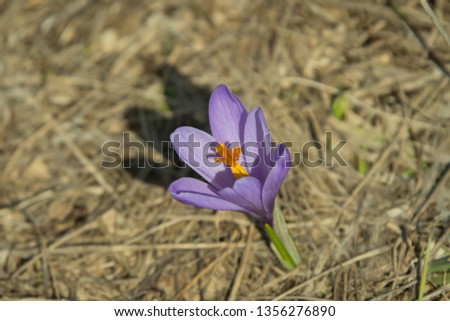 Similar – Image, Stock Photo Lilac buds push through a fence.