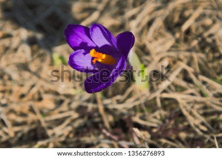 Similar – Image, Stock Photo Lilac buds push through a fence.